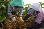 야콘을 수확하시는 농부들의 모습3사진(00003)
