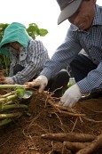 야콘을 수확하시는 농부들의 모습9사진(00009)