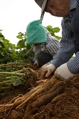 야콘을 수확하시는 농부들의 모습10사진(00010)
