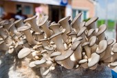 화분 위 길러지고 있는 느타리버섯의 모습4사진(00004)