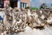 화분 위 길러지고 있는 느타리버섯의 모습5사진(00005)