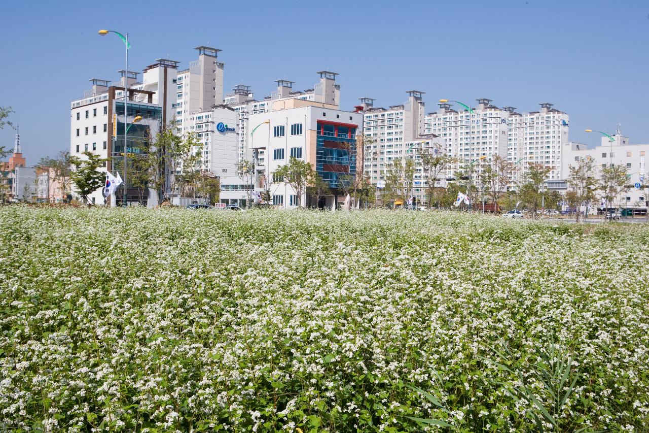 뒤로는 아파트단지가 보이는 군산시 수송동의 메밀밭 풍경2