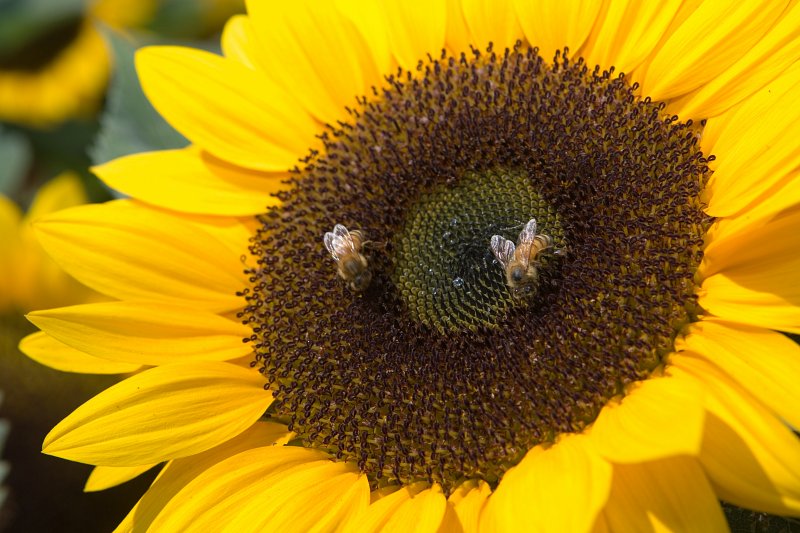 해바라기의 꿀을 빨아먹는 꿀벌들의 모습