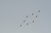 에어쇼 중인 항공기들의 모습12사진(00168)