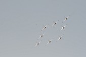 에어쇼 중인 항공기들의 모습13사진(00171)