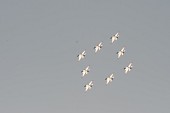 에어쇼 중인 항공기들의 모습14사진(00174)