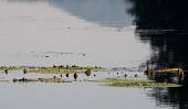물위에 자리잡은 가시연꽃의 모습3사진(00020)