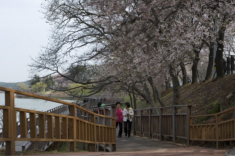 저수지쪽으로 기운 벚꽃나무 아래 다리를 걸어오시는 시민들