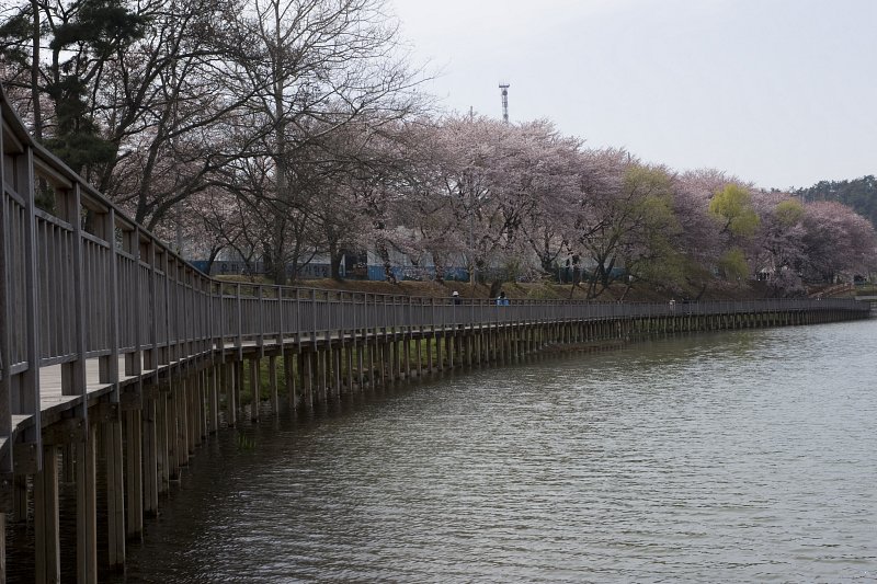 저수지쪽으로 기운 벚꽃나무 아래 다리 풍경