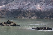 고군산군도 앞 작게 튀어나온 바위섬에 앉아있는 철새들2사진(00037)