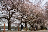 벚꽃이 핀 은파의 벚꽃나무 길을 걸어가는 시민 한분사진(00004)