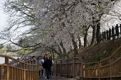 저수지 쪽으로 기운 벚꽃나무 아래 다리를 걸어오는 시민들사진(00010)