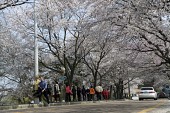 은파유원지로 벚꽃놀이 온 시민들1사진(00013)
