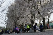 은파유원지로 벚꽃놀이 온 시민들2사진(00016)