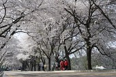 은파유원지로 벚꽃놀이 온 시민들3사진(00019)