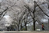 은파유원지로 벚꽃놀이 온 시민들4사진(00022)