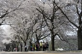 은파유원지로 벚꽃놀이 온 시민들5사진(00025)