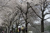 은파유원지로 벚꽃놀이 온 시민들6사진(00028)