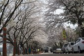 은파유원지로 벚꽃놀이 온 시민들7사진(00037)