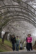 은파유원지로 벚꽃놀이 온 시민들9사진(00043)