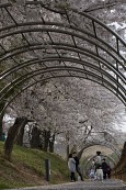 은파유원지로 벚꽃놀이 온 시민들10사진(00046)