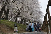 은파유원지로 벚꽃놀이 온 시민들11사진(00049)