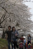 은파유원지로 벚꽃놀이 온 시민들12사진(00052)