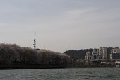 저수지쪽으로 기운 벚꽃나무가 보이는 다리 풍경1사진(00055)