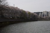 저수지쪽으로 기운 벚꽃나무가 보이는 다리 풍경2사진(00058)