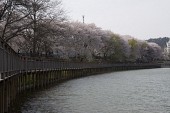저수지쪽으로 기운 벚꽃나무가 보이는 다리 풍경3사진(00061)
