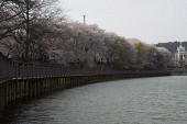 저수지쪽으로 기운 벚꽃나무가 보이는 다리 풍경4사진(00064)
