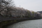 저수지쪽으로 기운 벚꽃나무가 보이는 다리 풍경5사진(00067)