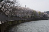 저수지쪽으로 기운 벚꽃나무가 보이는 다리 풍경6사진(00070)