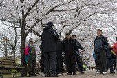 하얗게 활짝 핀 벚꽃나무를 보러오신 시민들1사진(00001)