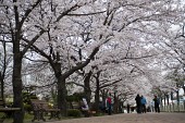 하얗게 활짝 핀 벚꽃나무를 보러오신 시민들2사진(00002)