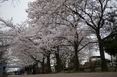 활짝 핀 하얀 벚꽃나무 길1사진(00003)