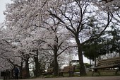 활짝 핀 하얀 벚꽃나무 길2사진(00004)