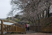 저수지쪽으로 기운 벚꽃나무 아래 다리를 걸어오시는 시민들사진(00003)