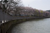 저수지쪽으로 기운 벚꽃나무 아래 다리 풍경사진(00004)