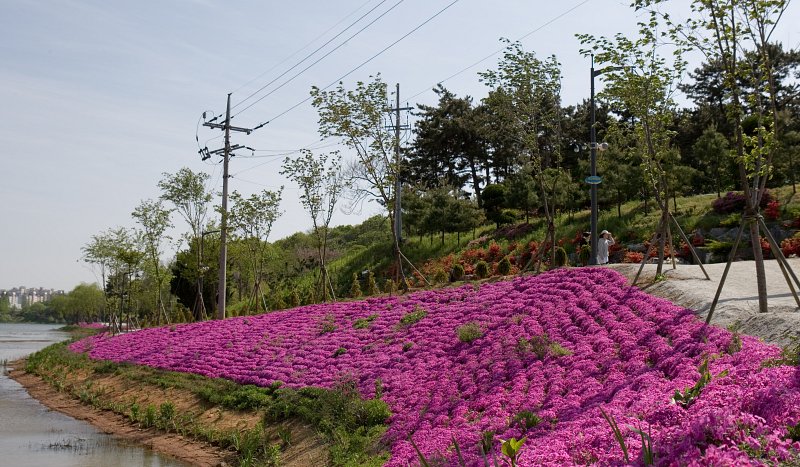 은파유원지 저수지 비탈길에 핀 자주색 꽃의 모습1