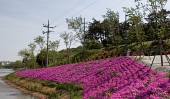 은파유원지 저수지 비탈길에 핀 자주색 꽃의 모습1사진(00004)