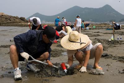 물빠진 해수욕장에서 조개를 캐는 관광객들의 모습6