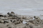 진흙위를 기어가고 있는 짱뚱어 두마리1사진(00022)
