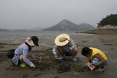 모래사장에서 조개를 캐는 가족들의 모습3사진(00006)