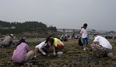 물빠진 해수욕장에서 조개를 캐는 관광객들의 모습1사진(00015)