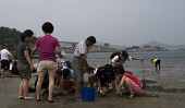 물빠진 해수욕장에서 조개를 캐는 관광객들의 모습2사진(00016)
