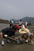물빠진 해수욕장에서 조개를 캐는 관광객들의 모습5사진(00019)