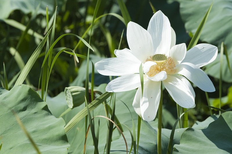 은파 생태공원에 핀 하얀 연꽃이 핀 모습2