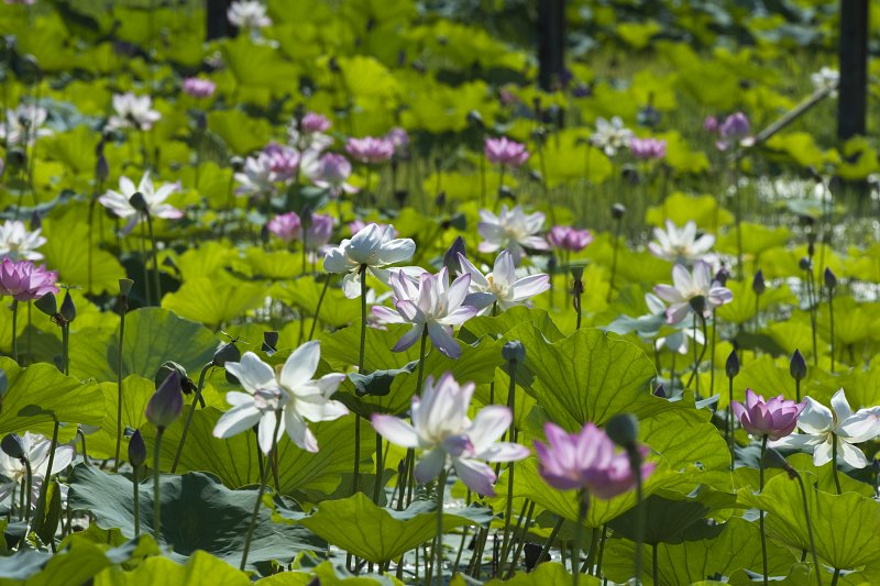 은파 생태공원에 핀 하얗고 자주빛의 연꽃들