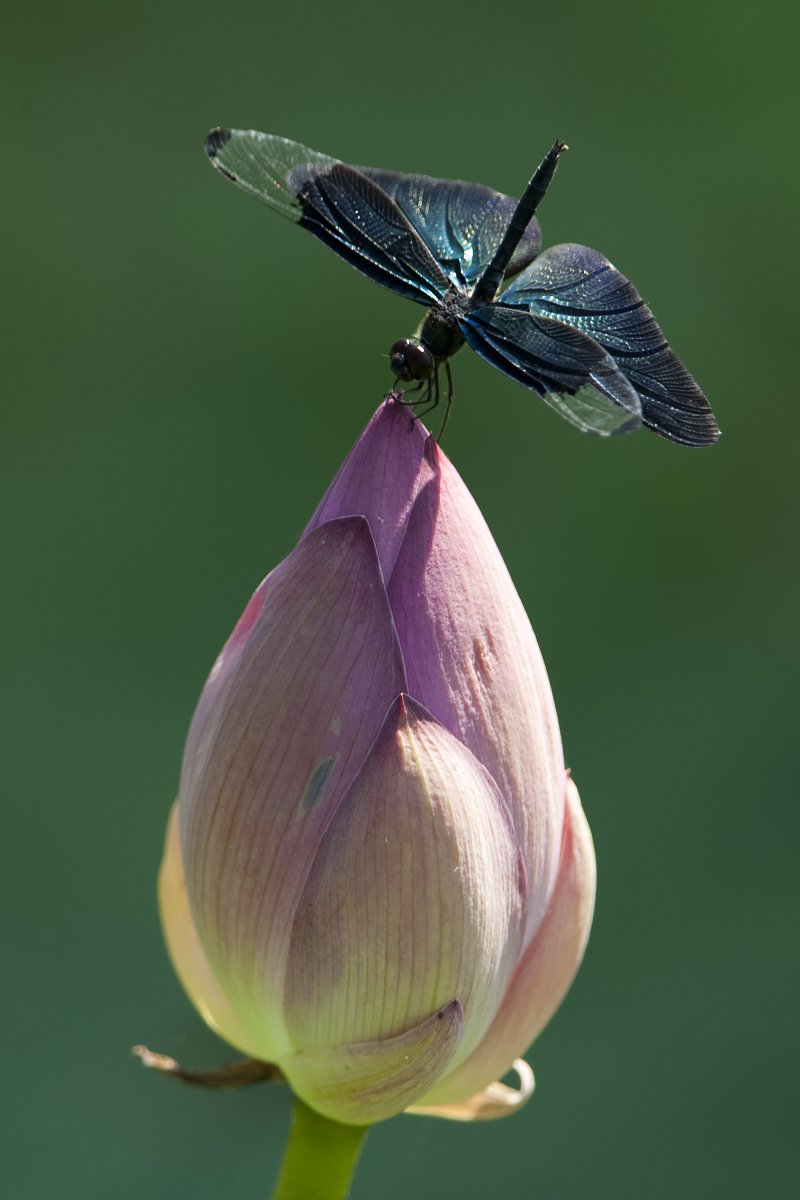 아직 꽃봉오리 상태인 연꽃 위에 앉은 푸른빛이 도는 나비2